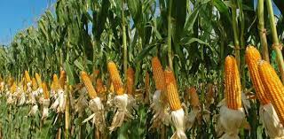 Jagung  Hibrida 