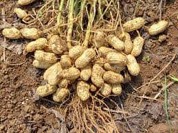 Kacang Tanah 